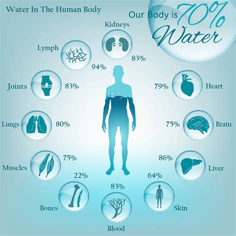 percent of water in the human body|Functions of Water: 7 Health Benefits .